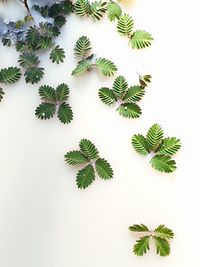 High angle view of leaves against white background