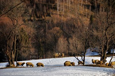 Horses on snow covered trees