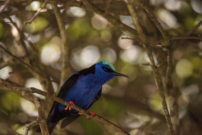 Close-up of bird perching on branch