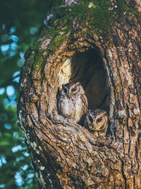 Close-up of tree trunk