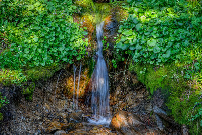 View of waterfall in forest