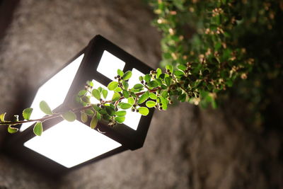 Low angle view of plant