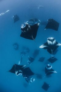 Wide angle view of a school of manta rays, baa atoll