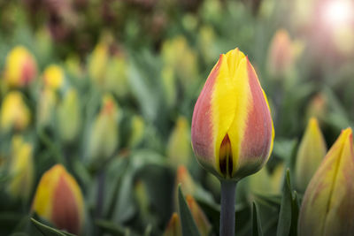 Close-up of yellow tulip