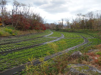 Scenic view of agricultural field against sky