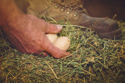Low section of man collecting eggs on field