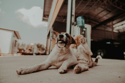 Portrait of dog sitting on floor