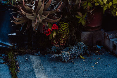 Close-up of potted plant