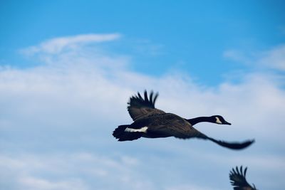 Low angle view of eagle flying in sky