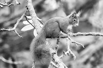 Close-up of squirrel