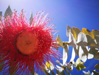 Low angle view of flower against clear sky