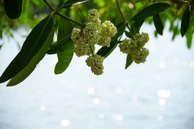 Close-up of cherry blossom on tree