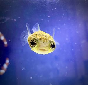 Close-up of fish swimming in sea