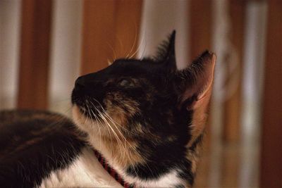 Close-up of cat looking away at home