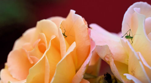 Close-up of insect on flower