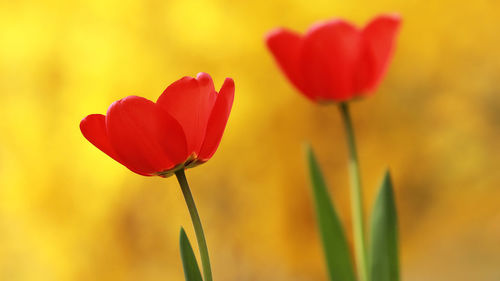 Close-up of red tulip