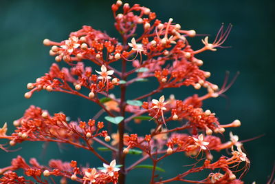 Close-up of flowering plant