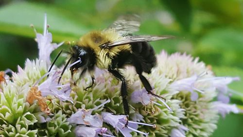 Close-up of bee on flower