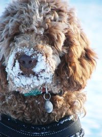 Close-up portrait of dog