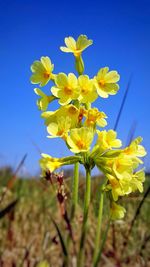 Close-up of yellow flowers blooming in field