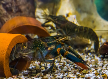 Close-up of fish in sea