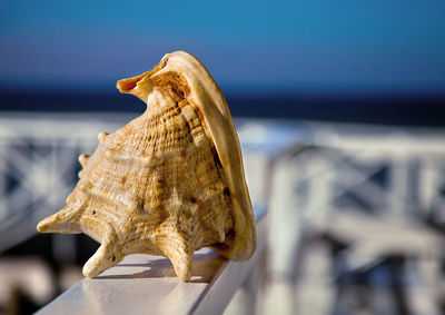 Close-up of seashell on railing at dusk