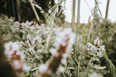 Close-up of flowering plants on field