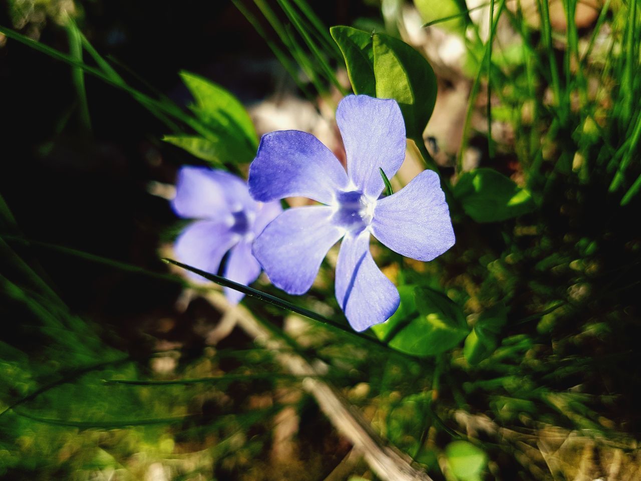 CLOSE-UP OF PURPLE FLOWER