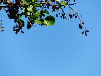 Low angle view of tree against clear blue sky
