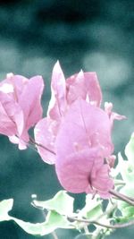 Close-up of pink flower