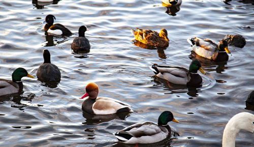 Ducks swimming in lake