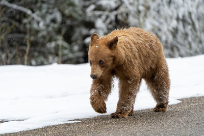 We encountered this cute cub on the way to two medicine lake in glacier national park.