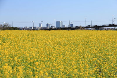 Scenic view of oilseed rape field against clear sky