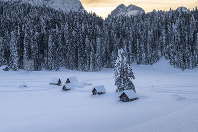 Snow covered land and trees on field