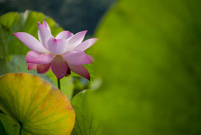 Close-up of pink lotus blooming outdoors