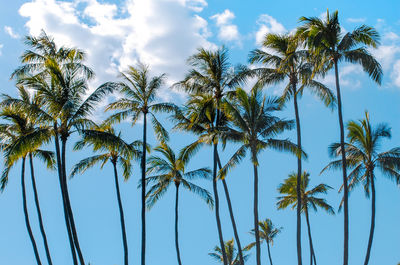 Low angle view of trees against blue sky