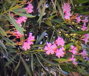 Close-up of pink flowers