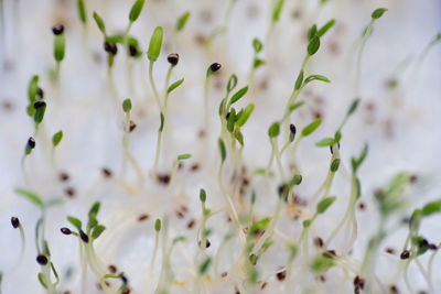 Seedling of spinach. close up of spinach germination.