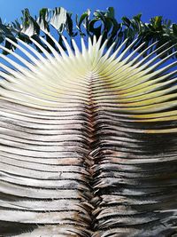 Close-up of palm tree