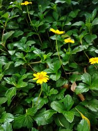 Close-up of yellow flowering plant