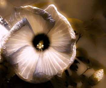 High angle view of white flowering plant