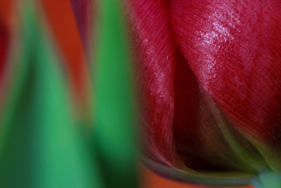 Full frame shot of multi colored flower
