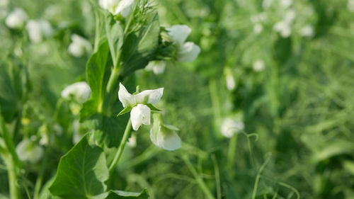 Close-up of white flowering plant on field