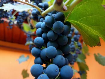 Close-up of grapes growing in vineyard