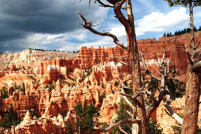 View of trees on landscape against cloudy sky