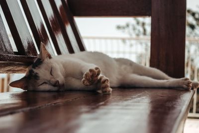 Cat sleeping on floor