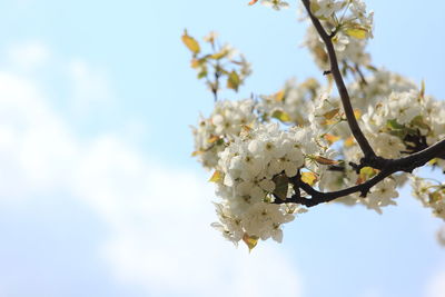 Close-up of cherry blossom tree against sky