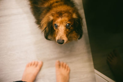 Low section of person with dog on floor