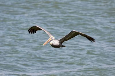 Bird flying over water