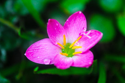Close-up of pink crocus flower